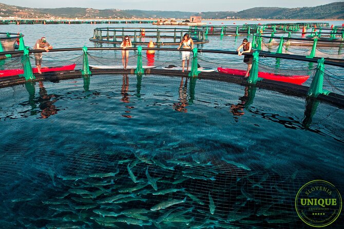 An Unforgettable Day With Fish, Wine and Olive Oil Tasting - What the High Rating Tells You