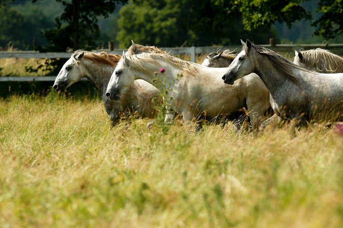 Day Trip to Lipica and Karst - Why Lipica Matters Beyond the Horse Show