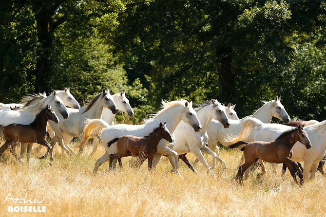 Day Trip to Lipica and Karst - What to Expect at the Lipizzan Museum Lipikum