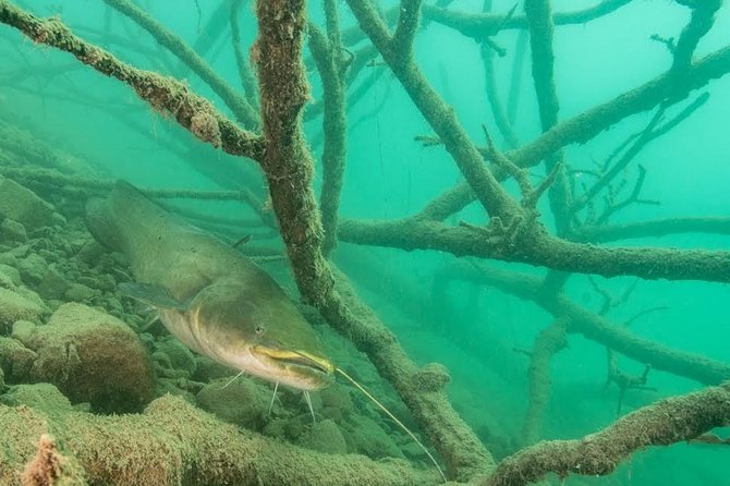 Diving Bled - Key points to know before you go