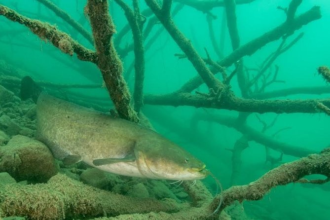 Diving Bled - Why Lake Bled is worth seeing from below