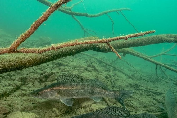 Diving Bled - Around Bled Island: fish instead of coral
