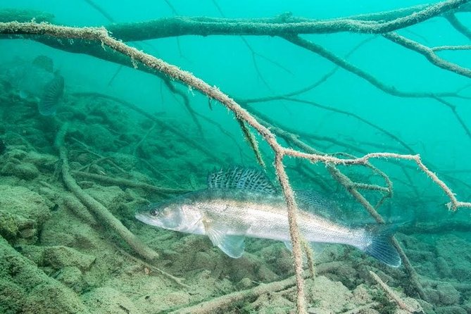Diving Bled - Beneath the lakeside road and its wooden pillars