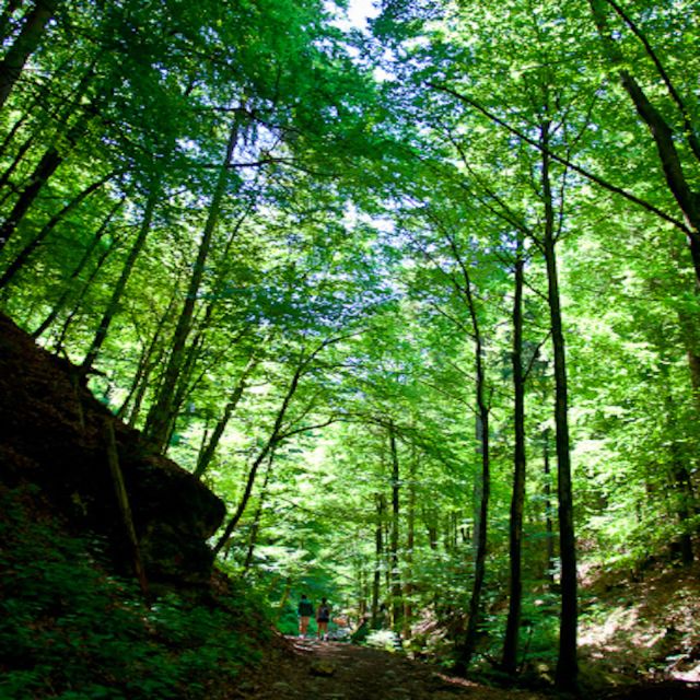 From Bled: Half-Day Pokljuka Gorge Trail Hike (Private) - Is $116 Per Person Good Value?