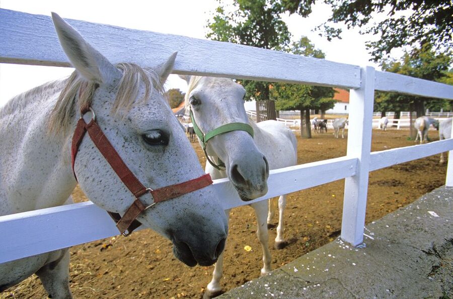 From Ljubljana: Lipica Stud Farm and Piran Full-Day Tour - The morning ride from Ljubljana