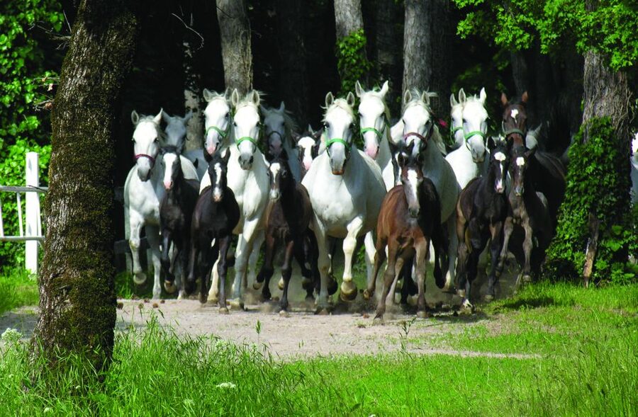 From Ljubljana: Lipica Stud Farm and Piran Full-Day Tour - Who will enjoy this day most?