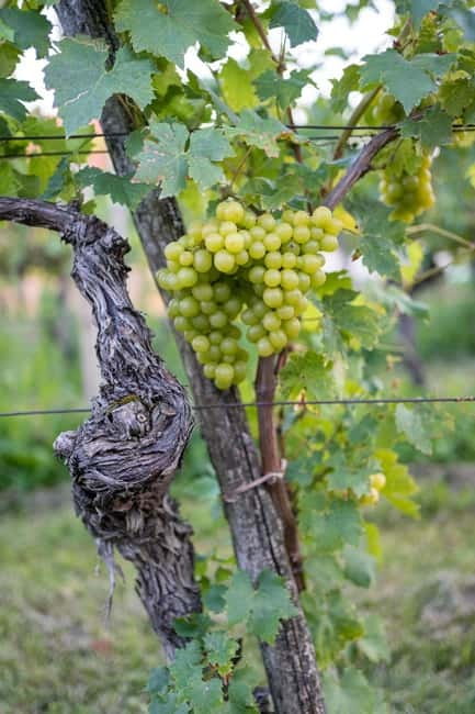 From Ljubljana: Vipava Valley Wine Express Tour - Key points to know before booking