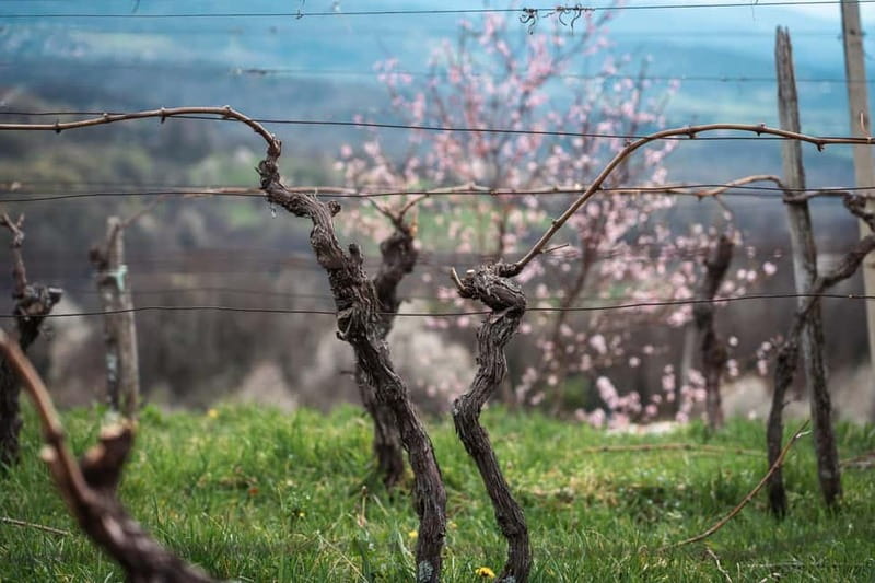 From Ljubljana: Vipava Valley Wine Express Tour - Who should book this experience?