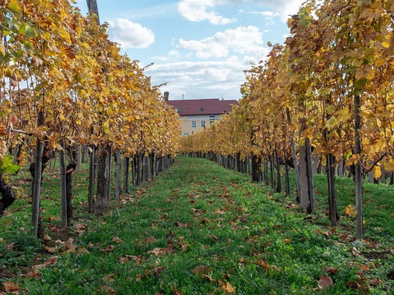 From Ljubljana: Vipava Valley Wine Express Tour - What the guides add to the day