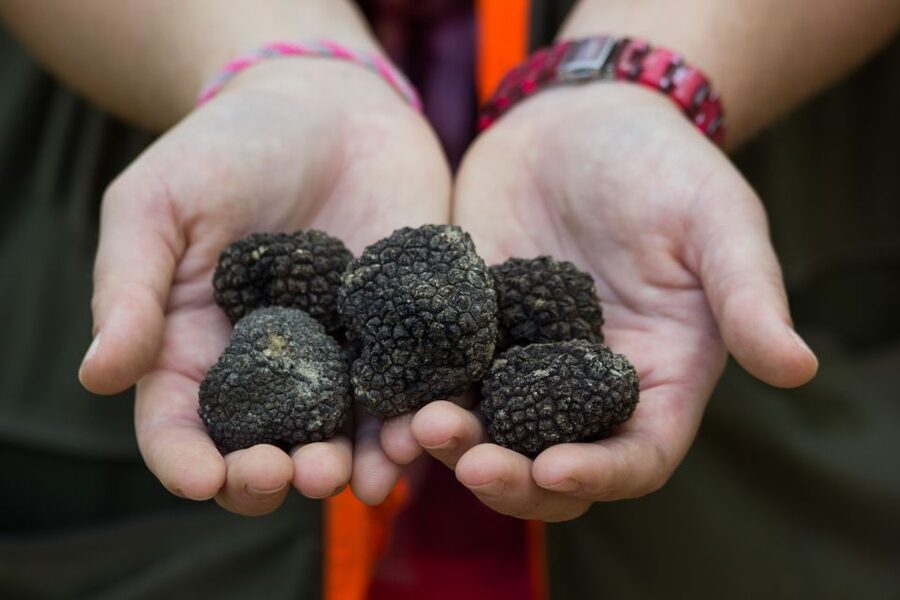 Gažon - Istria: Truffles Hunting & Cooking & Tasting - Key points to know before booking