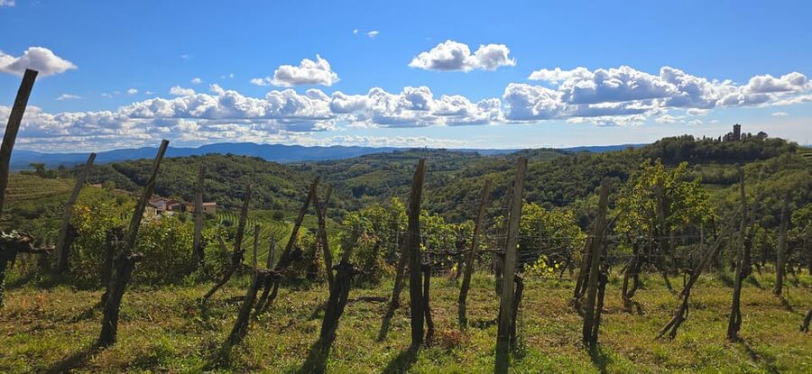 Goriška Brda: Wine Walk and Tasting - Why Goriška Brda makes a good wine stop