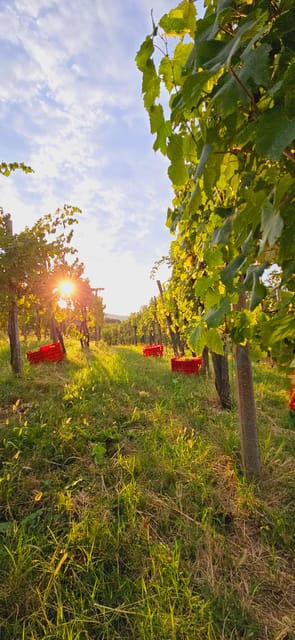 Goriška Brda: Wine Walk and Tasting - Walking among 9,000 vines