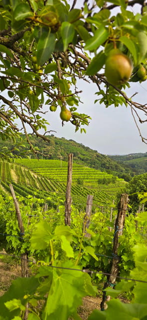Goriška Brda: Wine Walk and Tasting