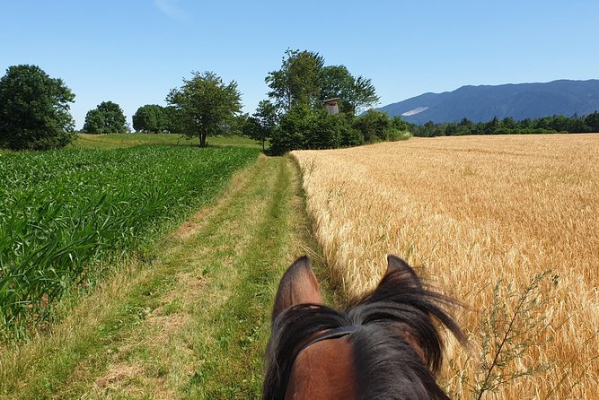 Horseback Riding In Bled - Guide Quality Can Shape the Whole Ride