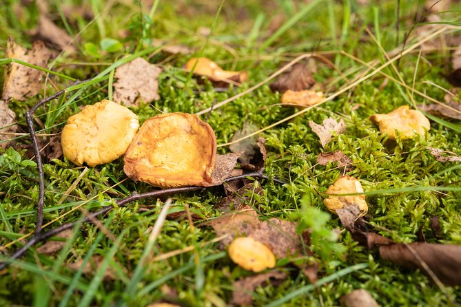 It Smells Like Mushrooms - Why the private format changes the experience
