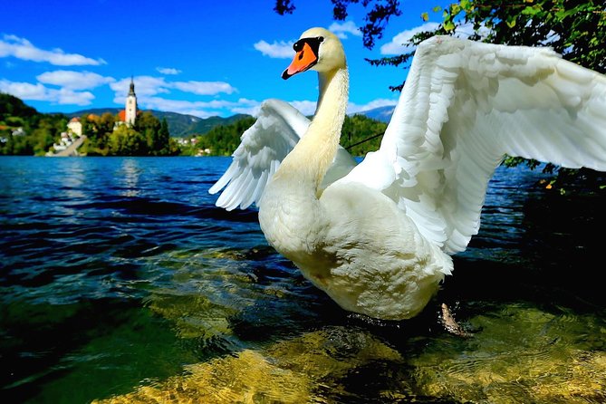 Lake Bled Half Day Excursion from Ljubljana - Finding the famous kremšnita