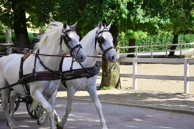 Lipica Stud Farm and Skocjan Caves from Koper - Is $134.68 Good Value?