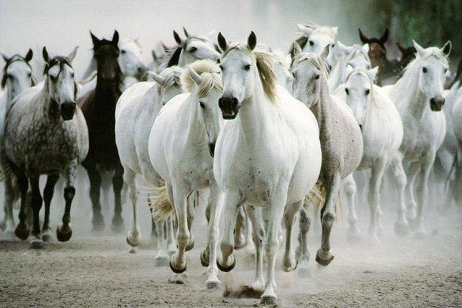 Lipica Stud Farm and Skocjan Caves from Piran or Portoroz or Izola - Is $125.74 a fair price?