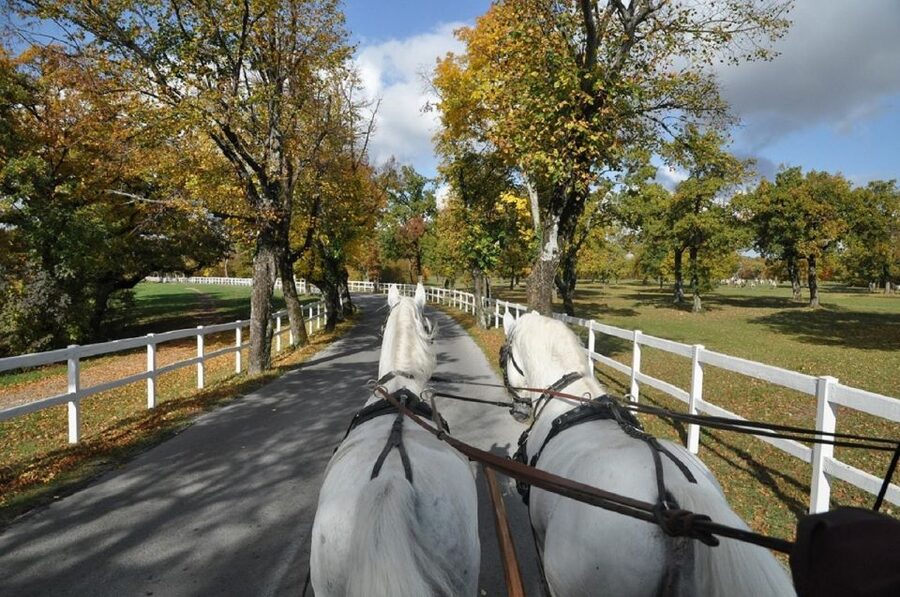 Lipica Stud Farm and Škocjan Caves from Trieste - Is $133 a fair price?
