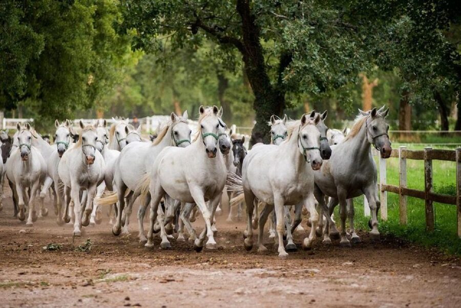 Lipica Stud Farm and Škocjan Caves from Trieste - Lipica Stud Farm and the white horses