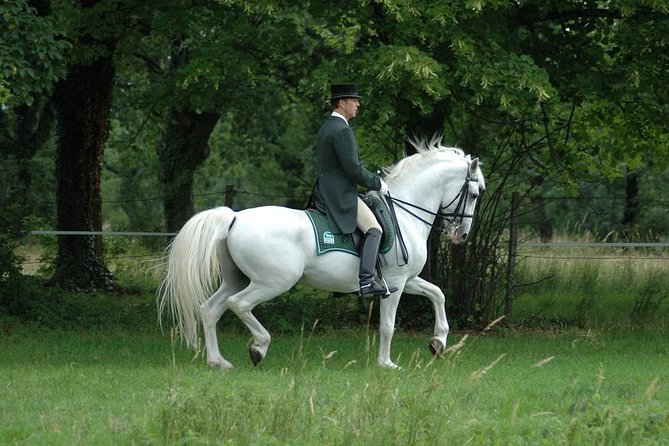 Lipica Stud Farm- Private Experience from Koper - Why Lipica is worth the trip from Koper
