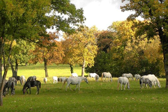 Lipica Stud Farm- Private Experience from Koper - Walking through the Lipica Stud Farm