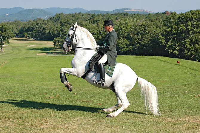 Lipica Stud Farm- Private Experience from Koper - The return through Trieste and the Karst region