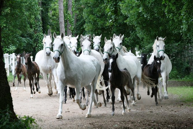 Lipica Stud Farm- Private Experience from Koper - A family restaurant option near Koper