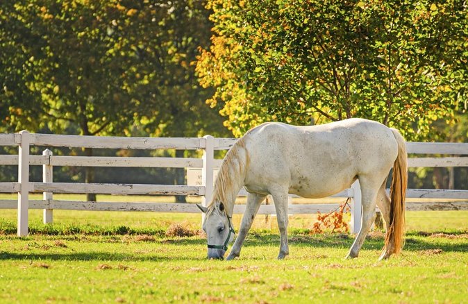Lipica Stud Farm- Private Experience from Koper - The 45-minute ride from Koper