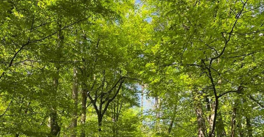 Ljubljana: Green tour and forrest personal experience - Starting at the White Moderna Galerija Building