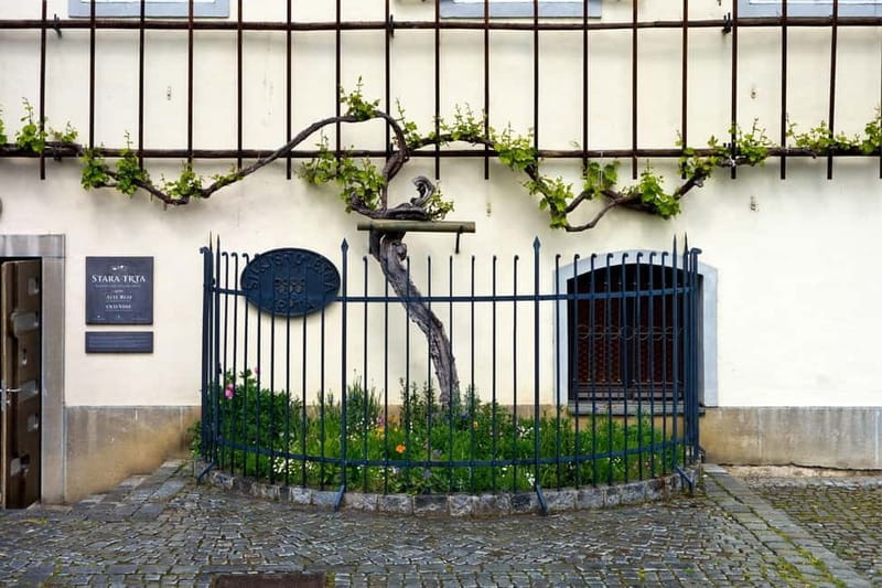 Maribor & Styria Tour with Wine Tasting - Maribor and the Drava River
