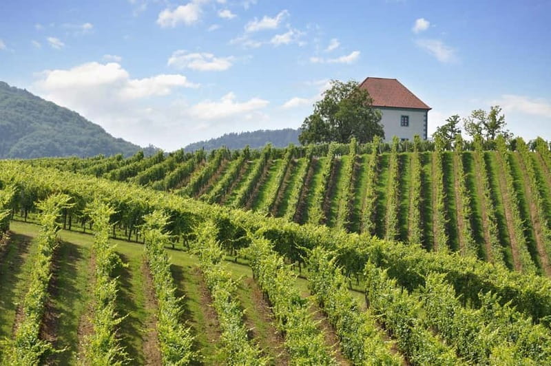 Maribor & Styria Tour with Wine Tasting - A practical look at the long day