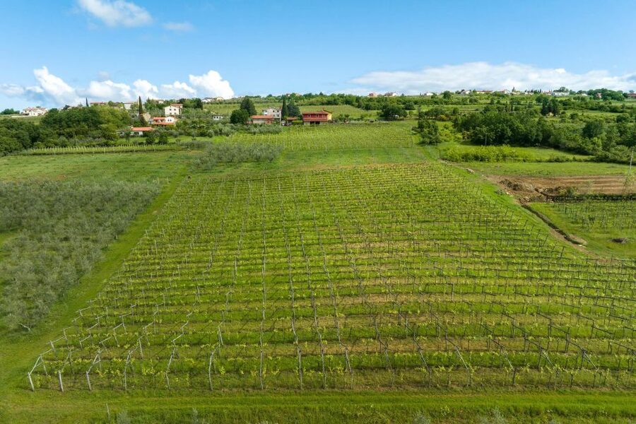 Olive Oil Tasting a Journey of Flavors and Aromas - From Koper to Marezige in 15 minutes