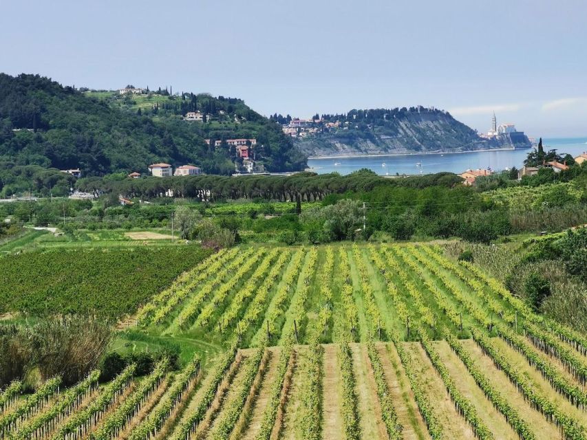 Piran: 5-Course Boutique Food Tour with Electric Bikes - First Courses in the Istrian Countryside
