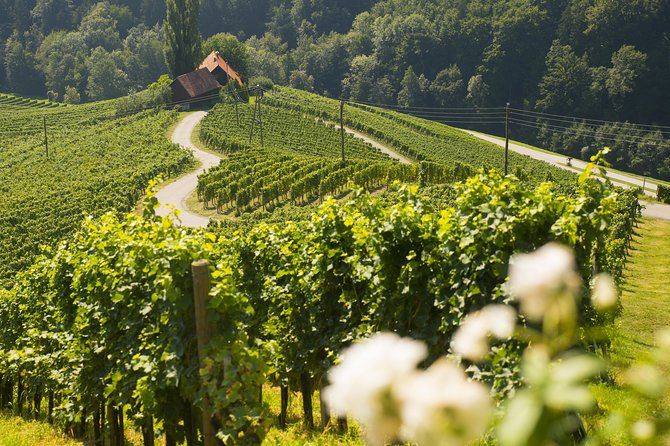 Private Maribor, Ptuj & Wine Road from Ljubljana - Ptuj Castle and Slovenia’s oldest town