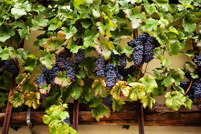 Private Maribor, Ptuj & Wine Road from Ljubljana - Is $457.32 per person fair value?