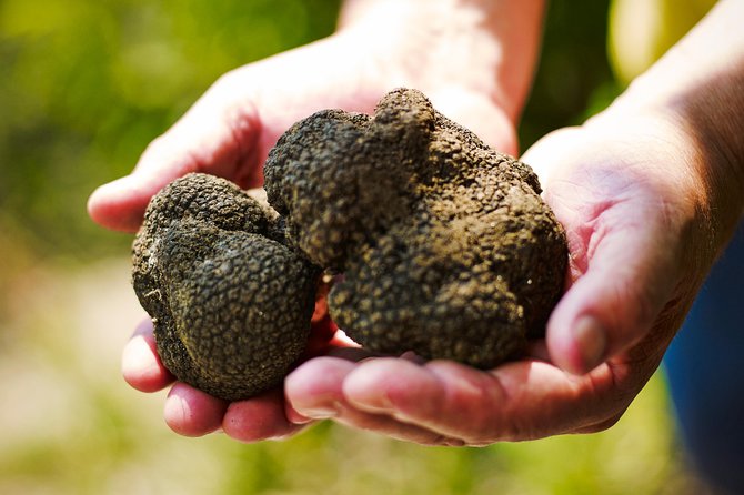 TOP TRUFFLES & WINE - Hunting & Tasting in Istria, Slovenia - Key points at a glance