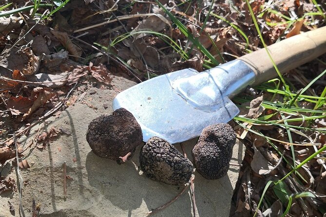 TOP TRUFFLES & WINE - Hunting & Tasting in Istria, Slovenia - Why Slovenian Istria makes a good setting
