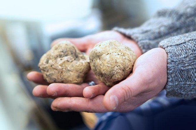 Truffle Hunting & Wine Tasting In Istria (private V.i.p. Tour) - Why truffle hunting fits Istria