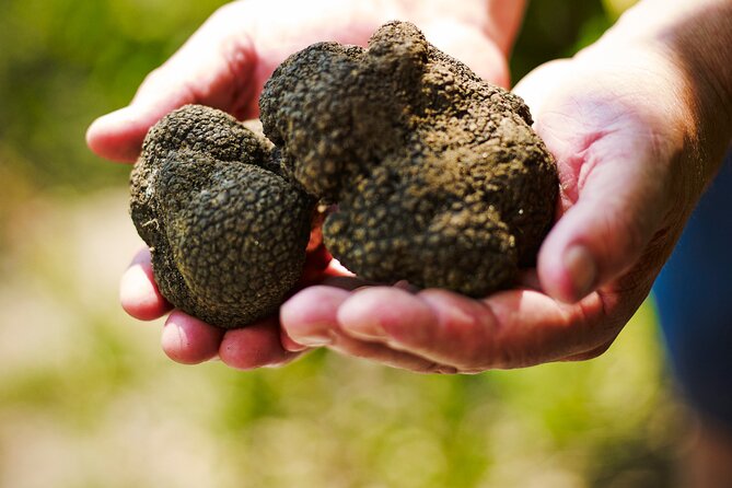 TRUFFLES: Hunting & Tasting in Istria, Slovenia - Who will enjoy this experience most