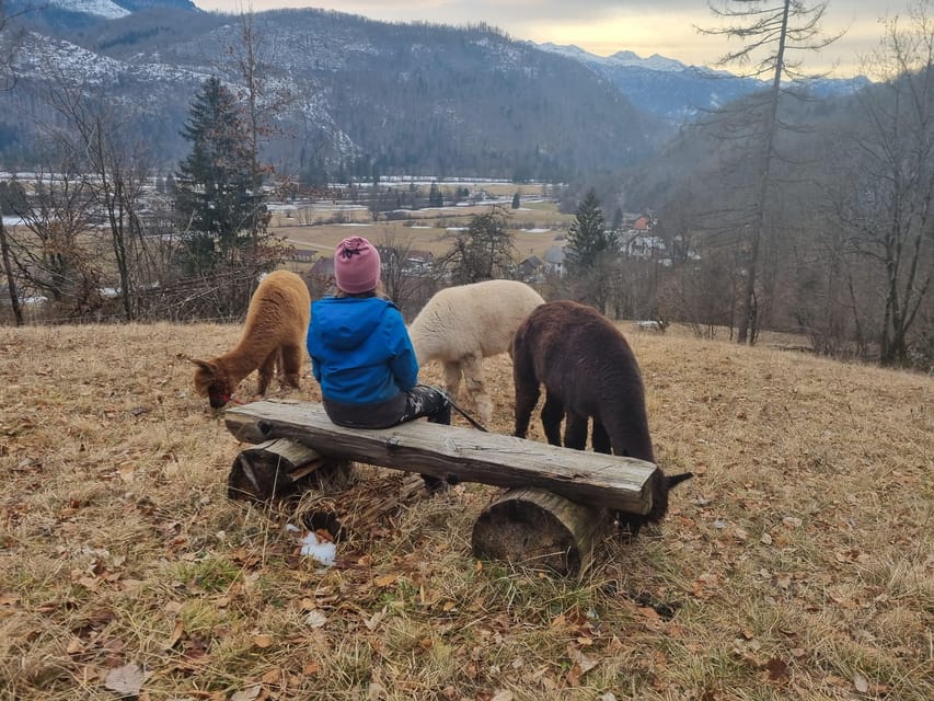 Walking with alpacas - Domačija Loncnar - Bohinj - The best parts at a glance