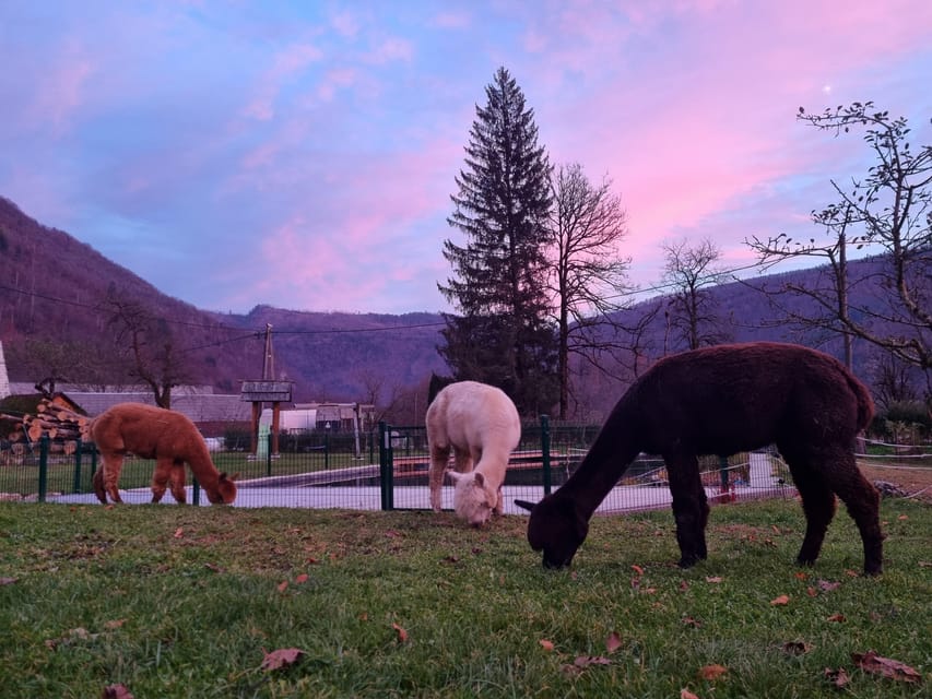 Walking with alpacas - Domačija Loncnar - Bohinj - Meeting the alpacas at Domačija Loncnar