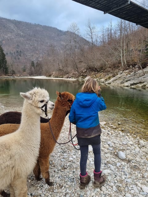 Walking with alpacas - Domačija Loncnar - Bohinj - The alpaca pace is the real attraction