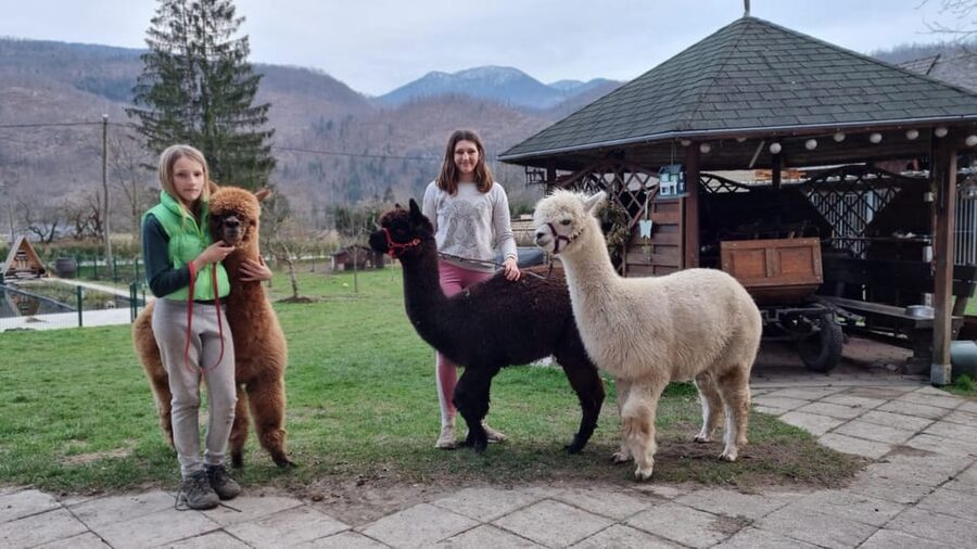Walking with alpacas - Domačija Loncnar - Bohinj - What the 90 minutes really includes