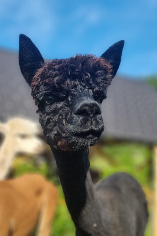 Walking with alpacas - Domačija Loncnar - Bohinj - Who will enjoy this farm walk most