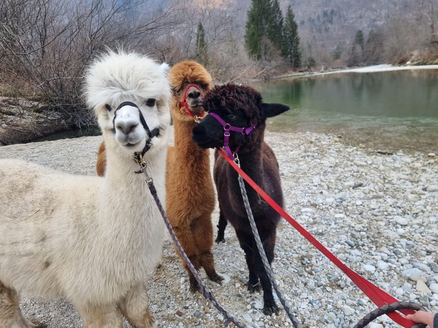 Walking with alpacas - Domačija Loncnar - Bohinj - Feeding time gives the visit its personal touch