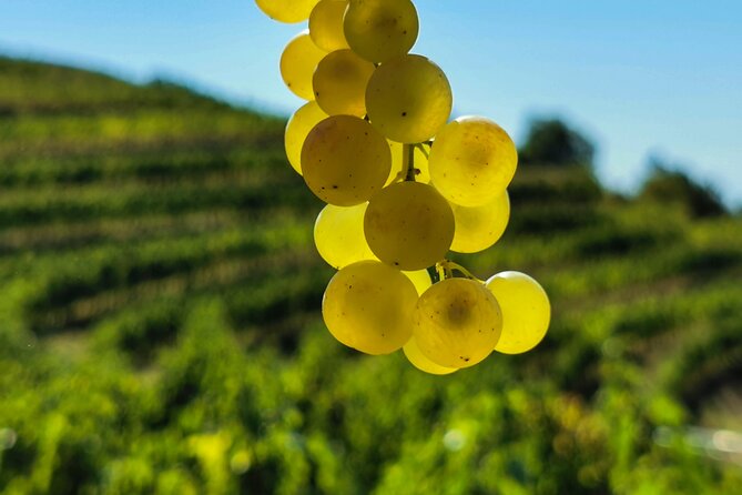 Wine Degustation in the Heart of Slovenian Istria - The cellar tower and Slovenian Istria views