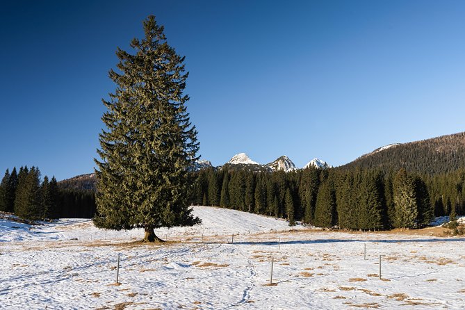 Winter Hike in Julian Alps - Walking through the snowy Pokljuka forest